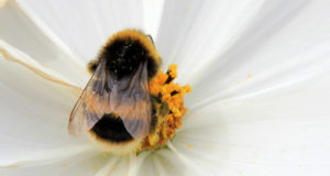 propolis bee on flower