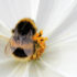 propolis bee on flower