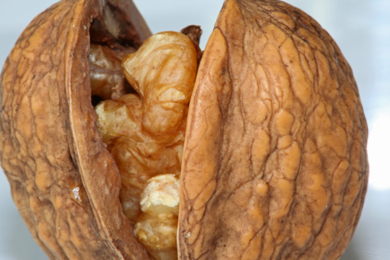 walnut for IQ