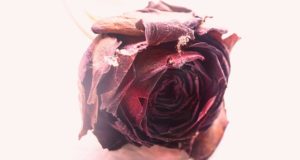 peeling with roses