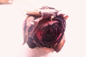 peeling with roses